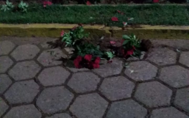 Vandalismo - Flores do jardim são arrancadas e jogadas na rua